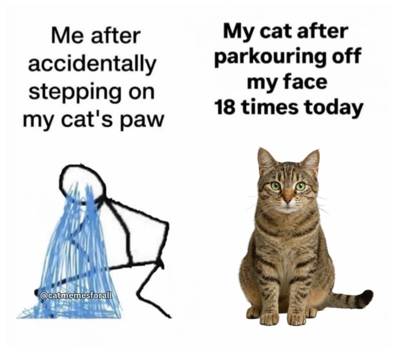 Me after accidentally stepping on my cat's paw My cat after parkouring off my face 18 times today @catmemesforall
