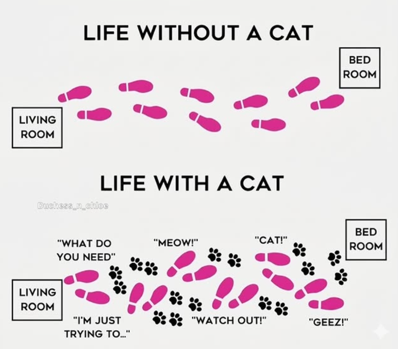LIVING ROOM LIFE WITHOUT A CAT LIFE WITH A CAT Duchess_n_chloe BED ROOM BED "WHAT DO "MEOW!" "CAT!" ROOM YOU NEED" LIVING ROOM "I'M JUST "WATCH OUT!" "GEEZ!" TRYING TO..."