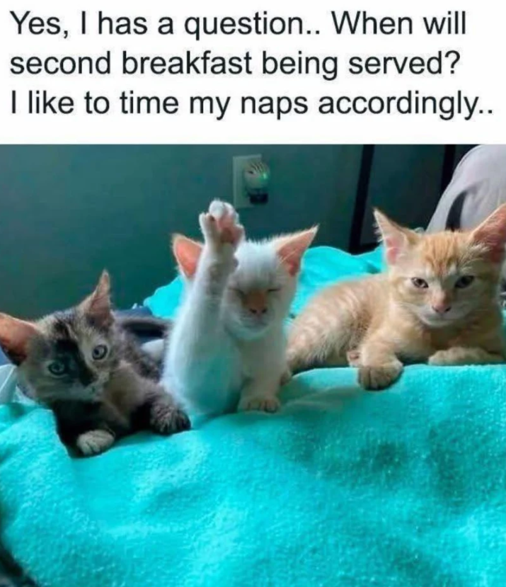Yes, I has a question.. When will second breakfast being served? I like to time my naps accordingly..