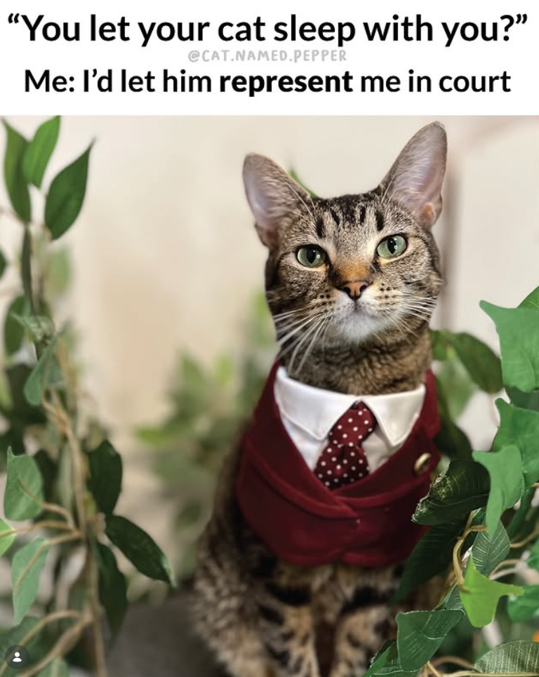 "You let your cat sleep with you?" @CAT.NAMED.PEPPER Me: I'd let him represent me in court