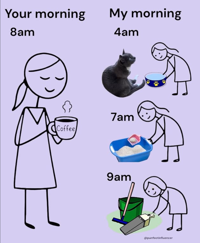 Your morning My morning 8am 4am Coffee 7am 9am @purrfectinfluencer
