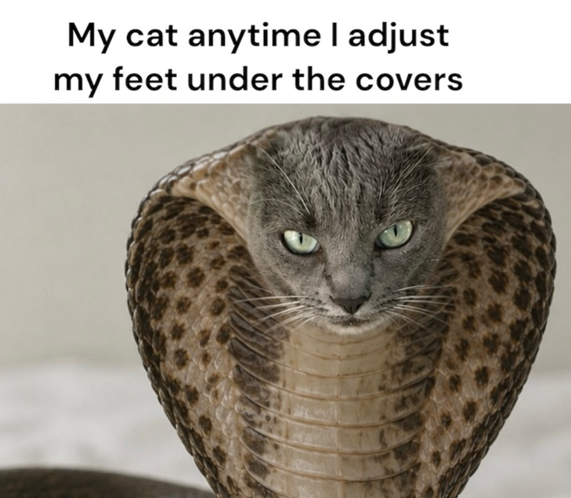 My cat anytime I adjust my feet under the covers