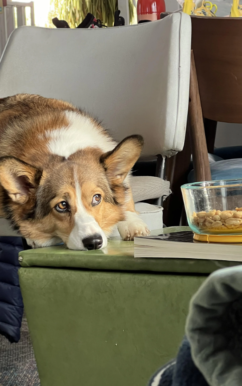 Cheezburger Image 10633550336