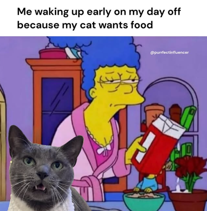 Me waking up early on my day off because my cat wants food @purrfectinfluencer