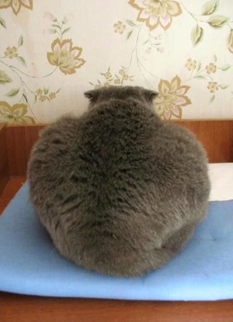 Cheezburger Image 10633573376