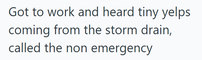 Got to work and heard tiny yelps coming from the storm drain, called the non emergency