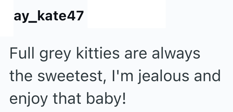 ay_kate47 Full grey kitties are always the sweetest, I'm jealous and enjoy that baby!