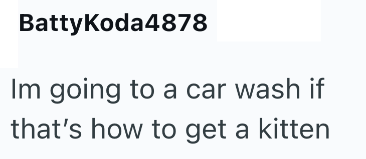 BattyKoda4878 Im going to a car wash if that's how to get a kitten