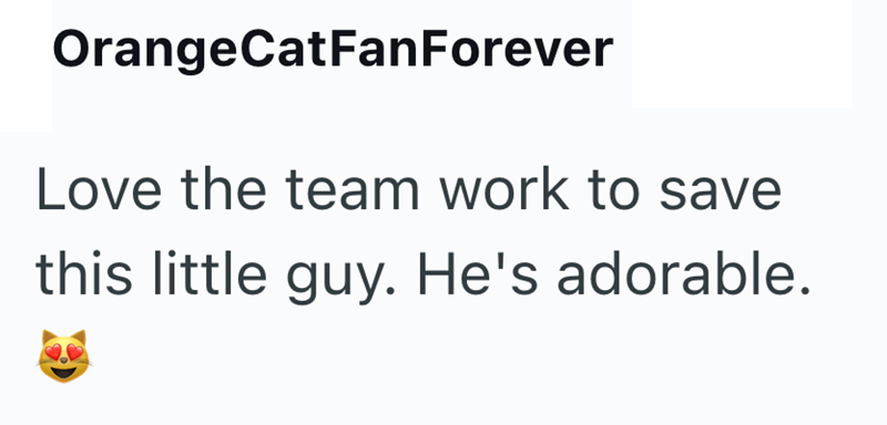 OrangeCatFanForever Love the team work to save this little guy. He's adorable.