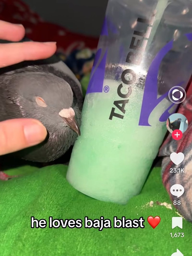 TACO BEL O + 23.1K 88 he loves baja blast 1,673