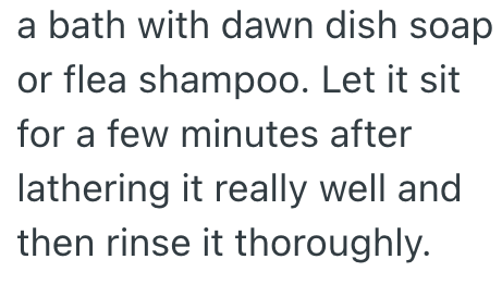 a bath with dawn dish soap or flea shampoo. Let it sit for a few minutes after lathering it really well and then rinse it thoroughly.