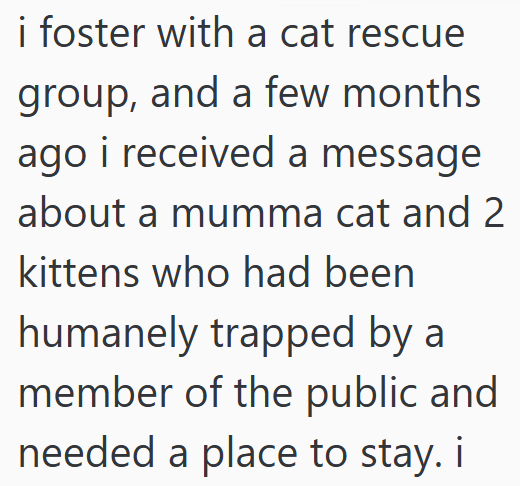 i foster with a cat rescue group, and a few months ago i received a message about a mumma cat and 2 kittens who had been humanely trapped by a member of the public and needed a place to stay. i
