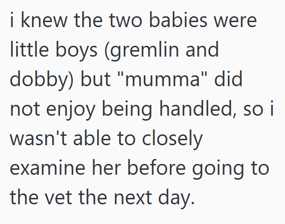 i knew the two babies were little boys (gremlin and dobby) but "mumma" did not enjoy being handled, so i wasn't able to closely examine her before going to the vet the next day.