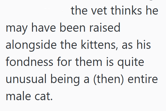 the vet thinks he may have been raised alongside the kittens, as his fondness for them is quite unusual being a (then) entire male cat.
