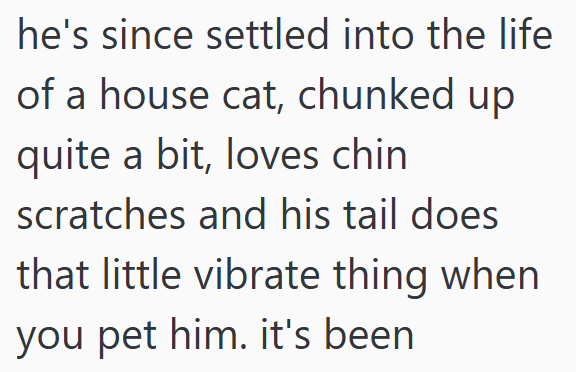 he's since settled into the life of a house cat, chunked up quite a bit, loves chin scratches and his tail does that little vibrate thing when you pet him. it's been