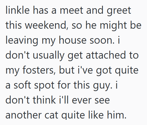 linkle has a meet and greet this weekend, so he might be leaving my house soon. i don't usually get attached to my fosters, but i've got quite. a soft spot for this guy. i don't think i'll ever see another cat quite like him.