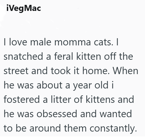 ¡Veg Mac I love male momma cats. I snatched a feral kitten off the street and took it home. When he was about a year old i fostered a litter of kittens and he was obsessed and wanted to be around them constantly.