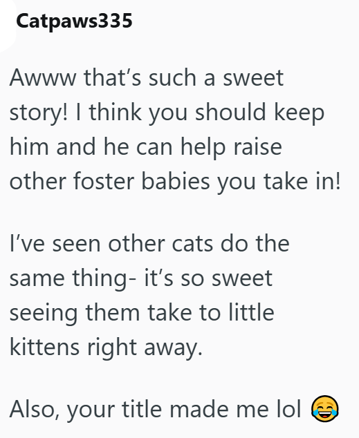 Catpaws335 Awww that's such a sweet story! I think you should keep him and he can help raise other foster babies you take in! I've seen other cats do the same thing- it's so sweet seeing them take to little kittens right away. Also, your title made me lol