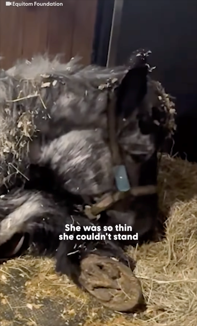 Equitom Foundation She was so thin she couldn't stand