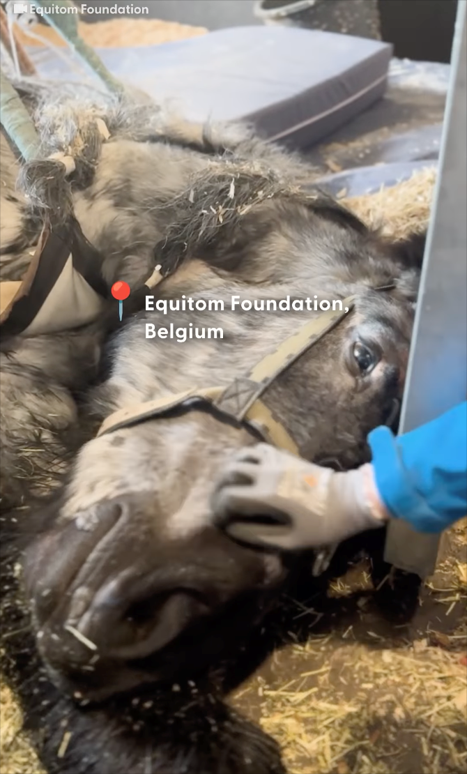 Equitom Foundation Equitom Foundation, Belgium