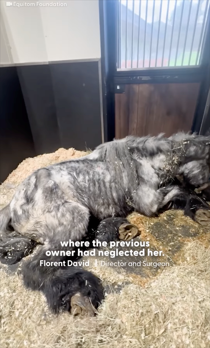 Equitom Foundation where the previous owner had neglected her. Florent David Director and Surgeon