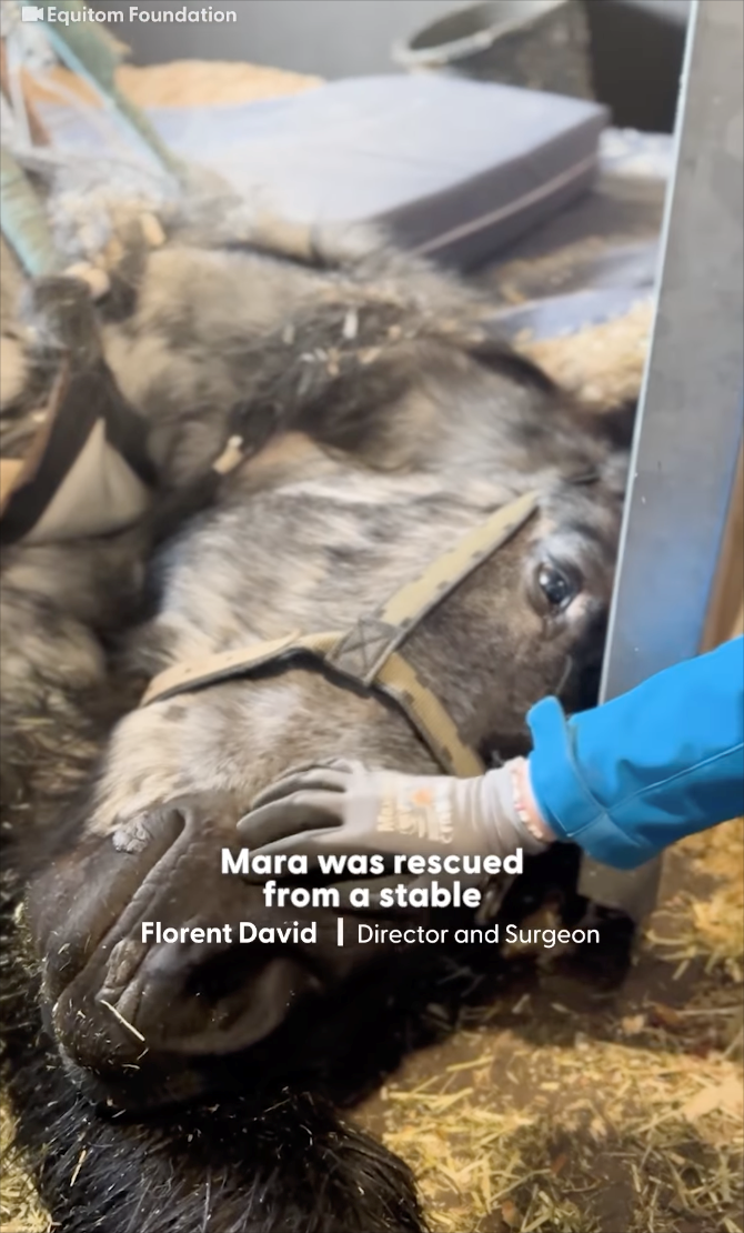 Equitom Foundation Mara was rescued from a stable Florent David Director and Surgeon
