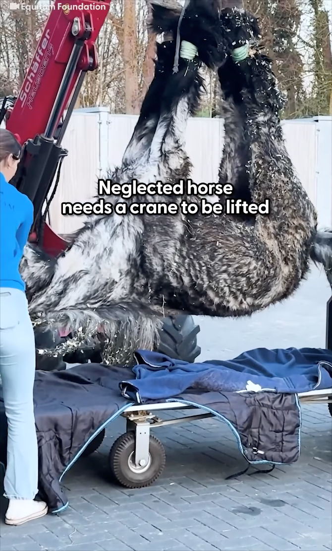 m Foundation Neglected horse needs a crane to be lifted
