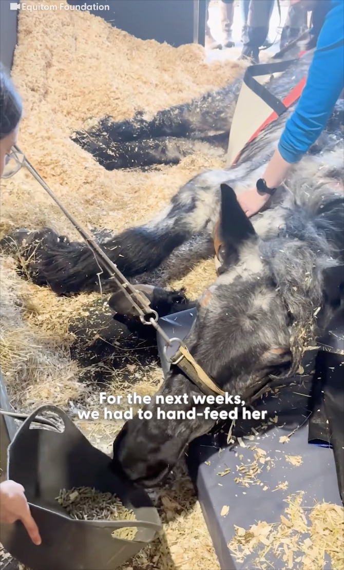 Equitom Foundation For the next weeks, we had to hand-feed her