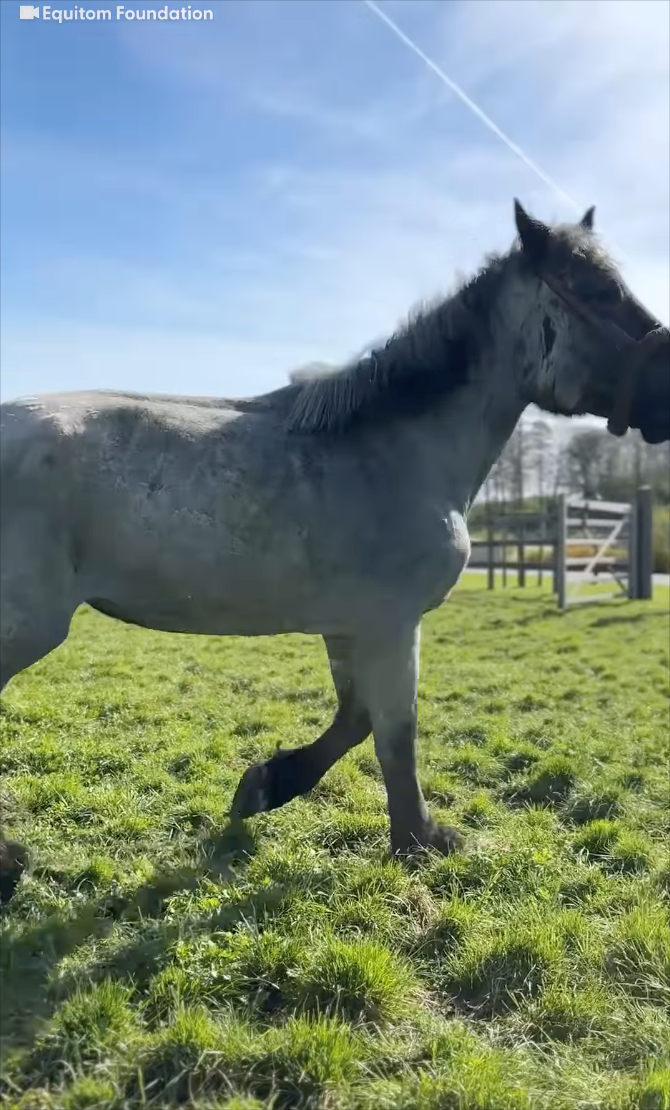 Equitom Foundation