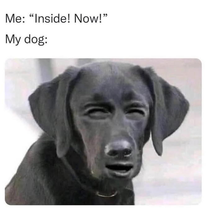Me: "Inside! Now!" My dog: