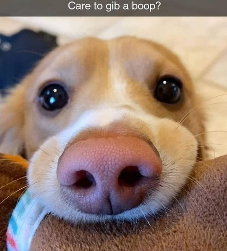 Care to gib a boop?