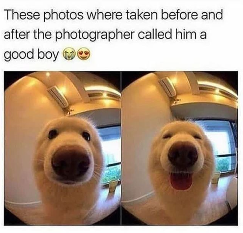 These photos where taken before and after the photographer called him a good boy