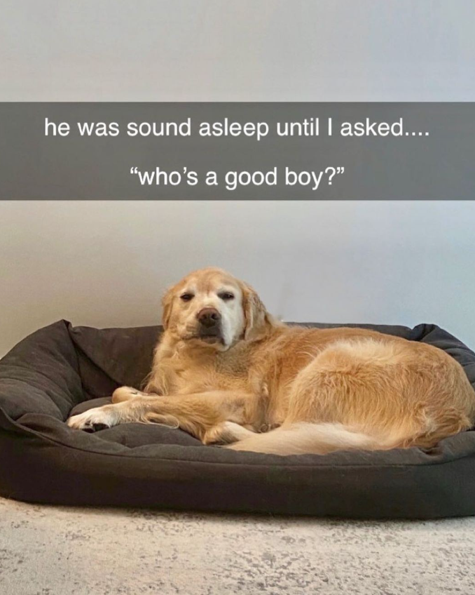 he was sound asleep until I asked.... "who's a good boy?"