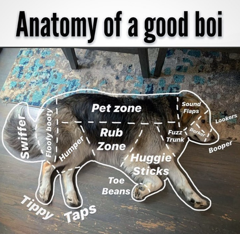 Anatomy of a good boi Swiffer Floofy booty Tippy Humper Pet zone Rub Sound Flaps Fuzz Borker Trunk Zone Huggie Sticks Toe Taps Beans Lookers Booper