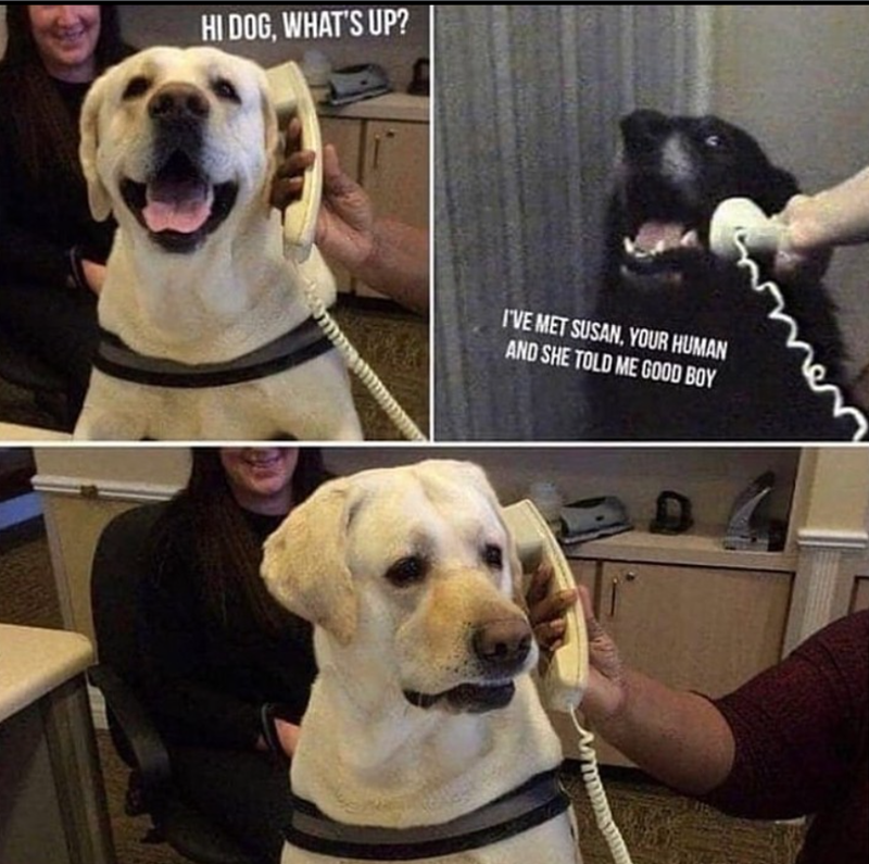 HI DOG, WHAT'S UP? I'VE MET SUSAN, YOUR HUMAN AND SHE TOLD ME GOOD BOY