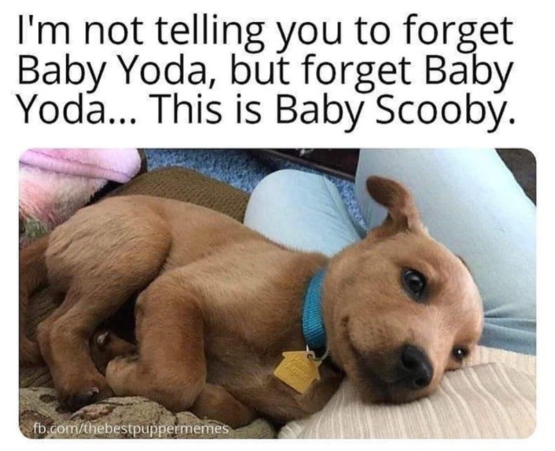 I'm not telling you to forget. Baby Yoda, but forget Baby Yoda... This is Baby Scooby. fb.com/thebestpuppermemes Hom