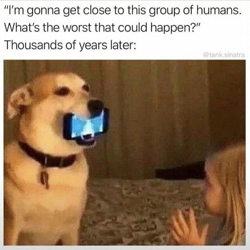 "I'm gonna get close to this group of humans. What's the worst that could happen?" Thousands of years later: @tank.sinatra
