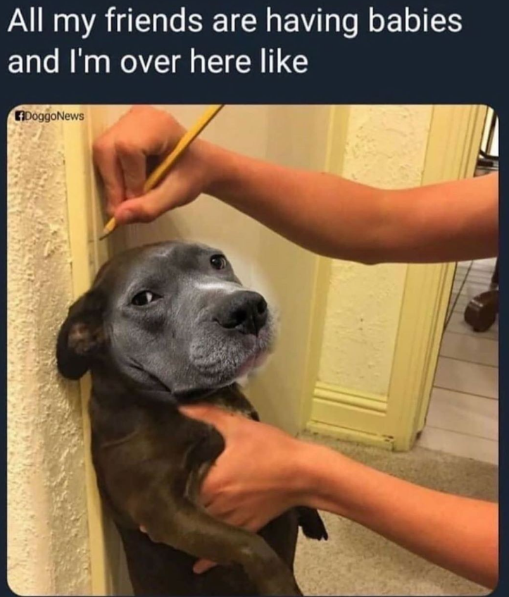 All my friends are having babies and I'm over here like DoggoNews