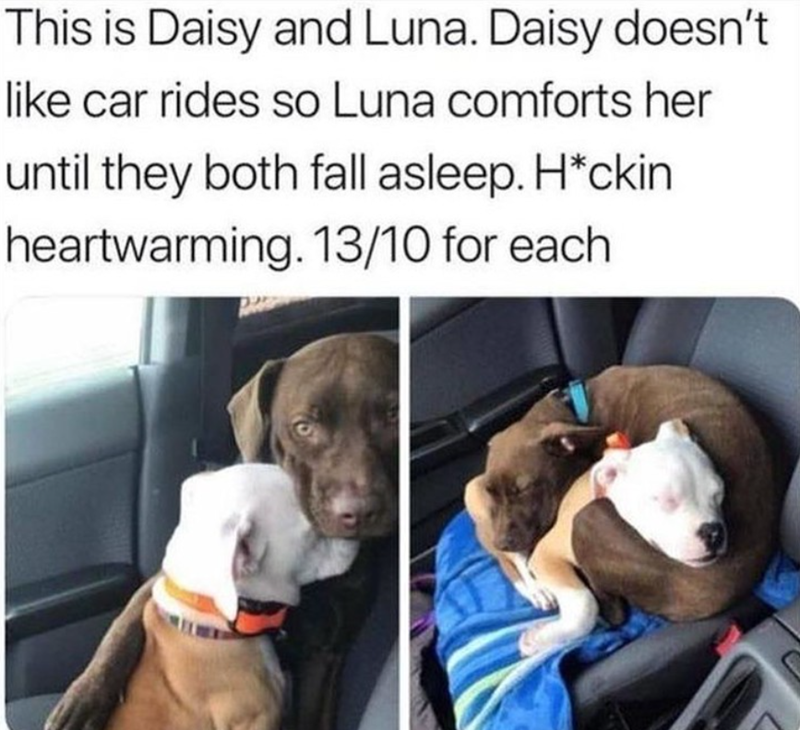 This is Daisy and Luna. Daisy doesn't like car rides so Luna comforts her until they both fall asleep. H*ckin heartwarming. 13/10 for each