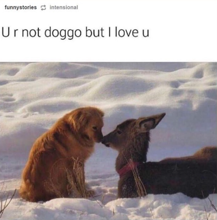 funnystories intensional Ur not doggo but I love ut