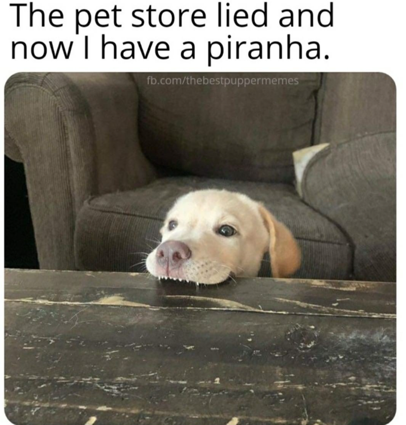 The pet store lied and now I have a piranha. fb.com/thebestpuppermemes
