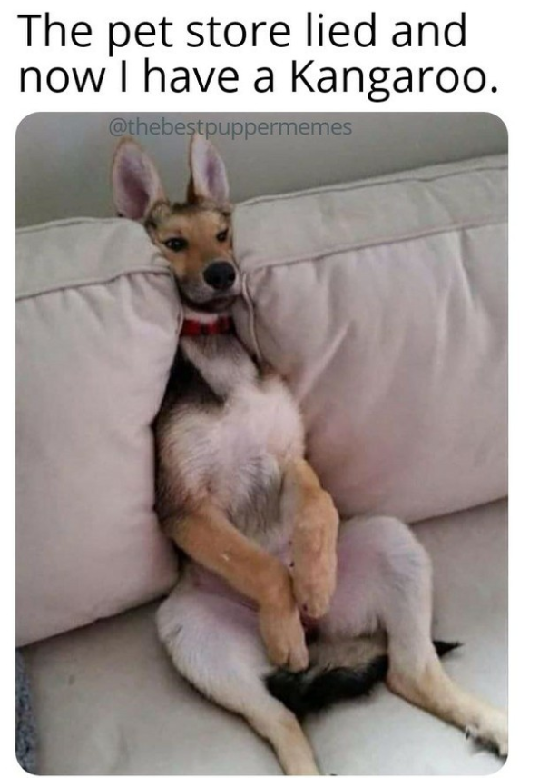 The pet store lied and now I have a Kangaroo. @thebestpuppermemes