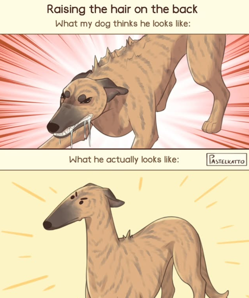 Raising the hair on the back What my dog thinks he looks like: What he actually looks like: PASTELKATTO