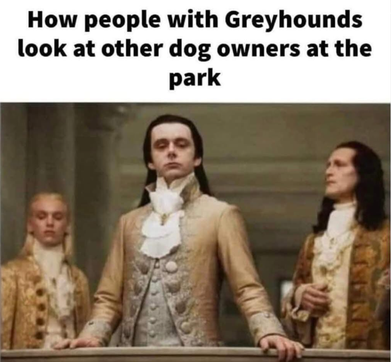 How people with Greyhounds look at other dog owners at the park