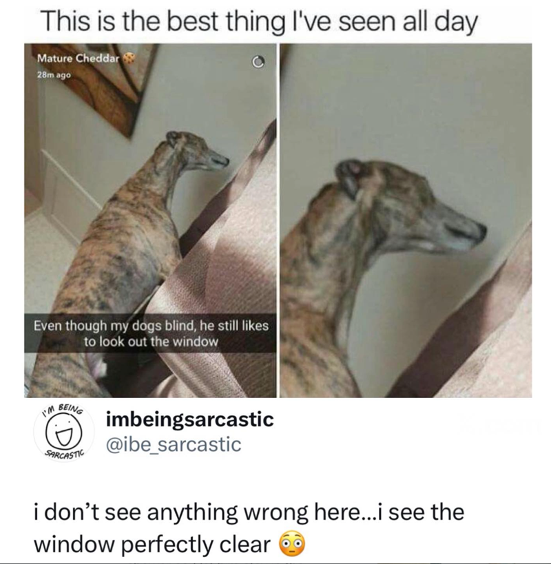 This is the best thing I've seen all day Mature Cheddar 28m ago Even though my dogs blind, he still likes to look out the window I'M BEING imbeingsarcastic @ibe_sarcastic SARCASTIC i don't see anything wrong here...i see the window perfectly clear