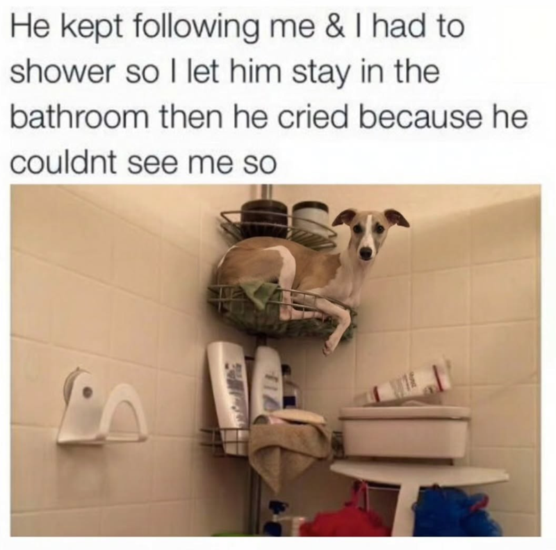 He kept following me & I had to shower so I let him stay in the bathroom then he cried because he couldnt see me so
