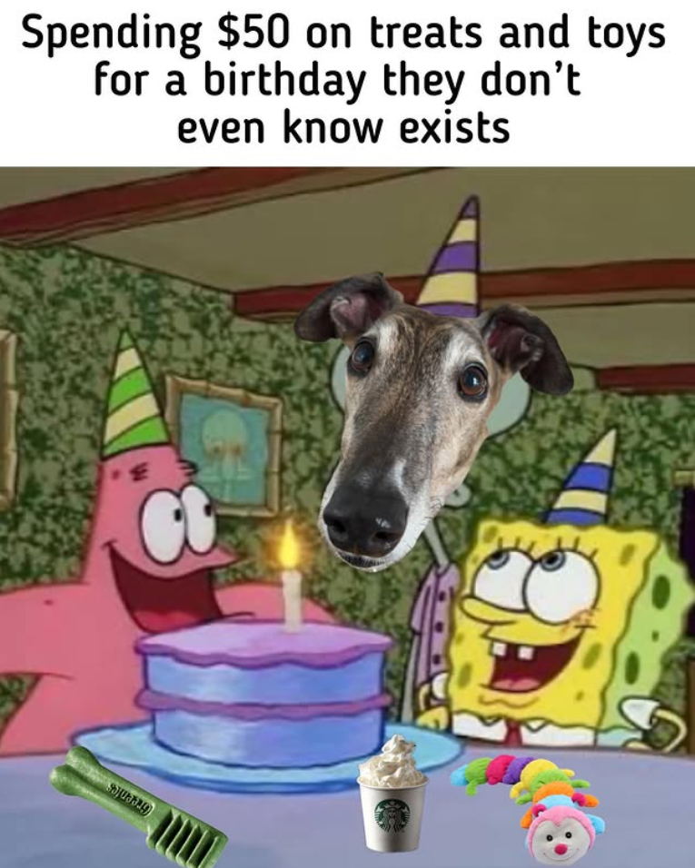 Spending $50 on treats and toys for a birthday they don't even know exists
