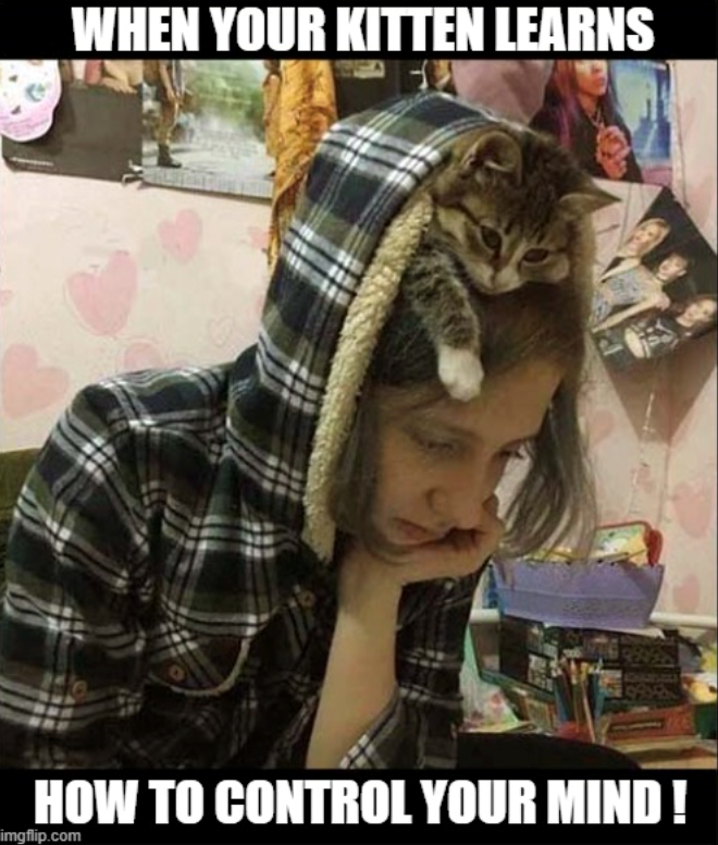 WHEN YOUR KITTEN LEARNS HOW TO CONTROL YOUR MIND! imgflip.com