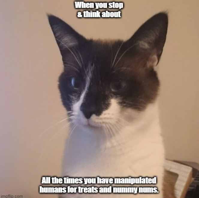 imgflip.com When you stop & think about All the times you have manipulated humans for treats and nummy nums.
