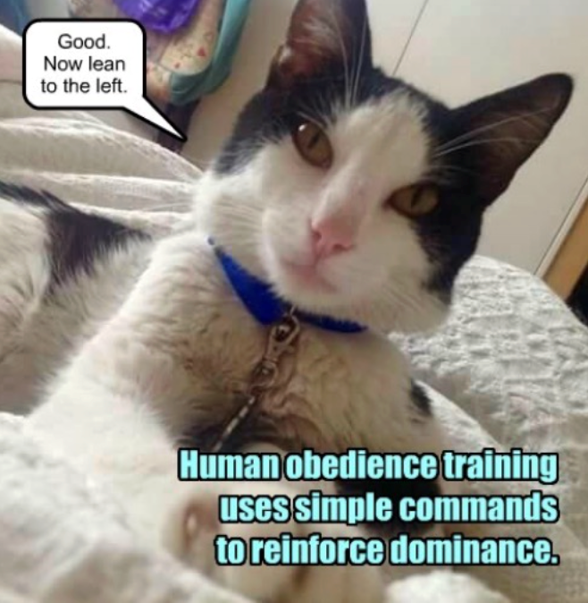 Good. Now lean to the left. Human obedience training uses simple commands to reinforce dominance.